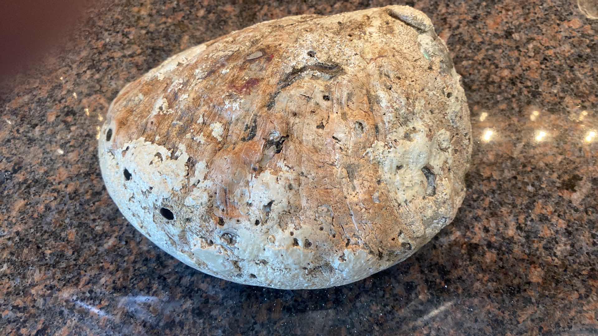 Photo 1 of ABALONE SHELL 9”