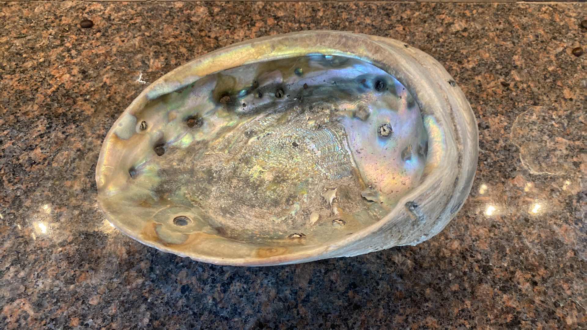 Photo 1 of ABALONE SHELL 9”