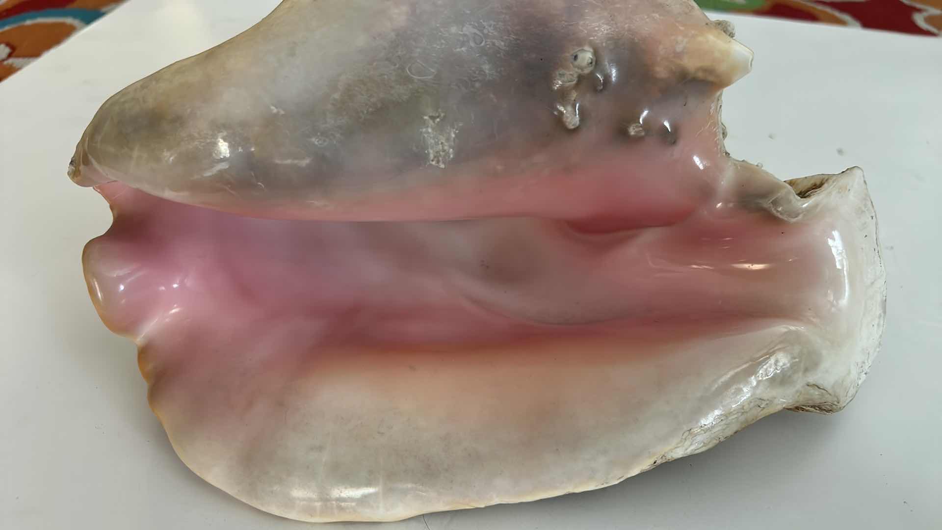 Photo 1 of LARGE SHELL 12” x 6”