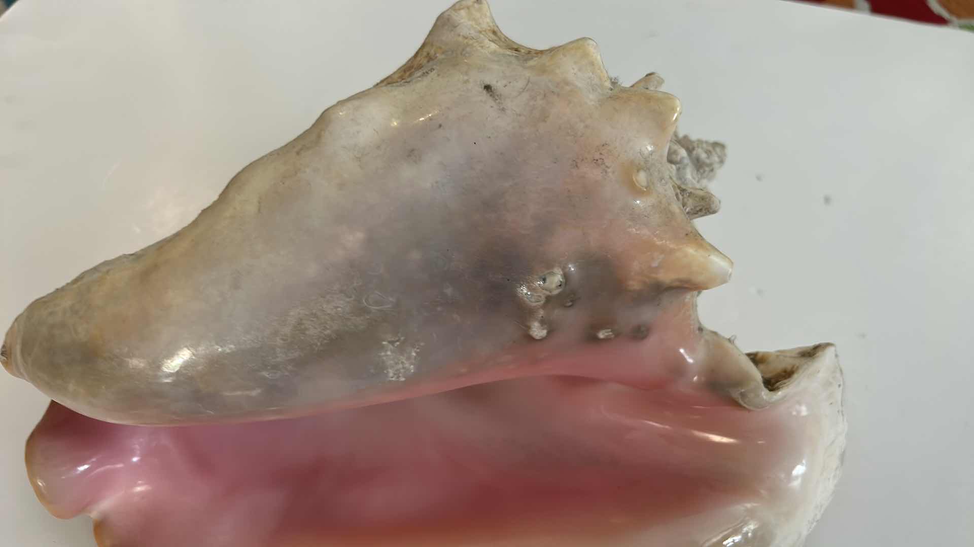 Photo 1 of LARGE SHELL 12” x 6”