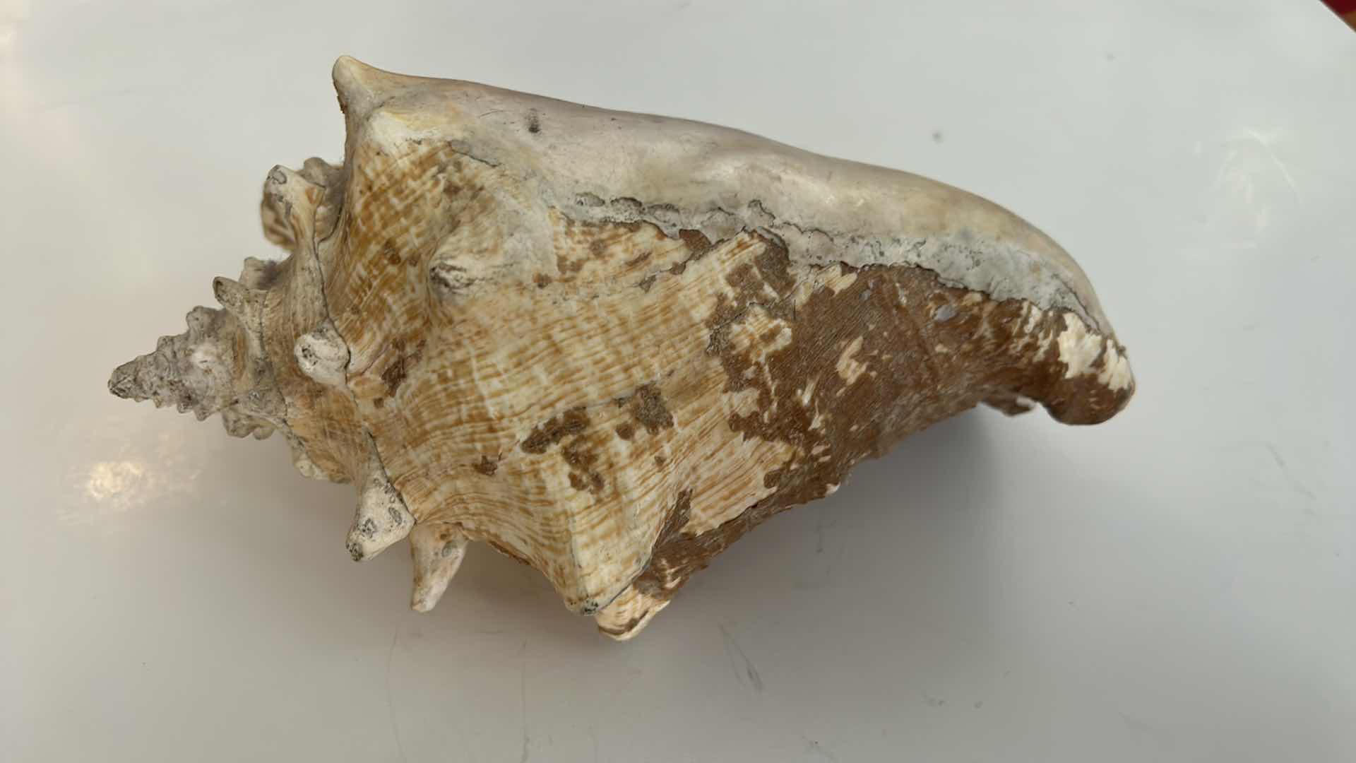 Photo 1 of LARGE SHELL 12” x 6”