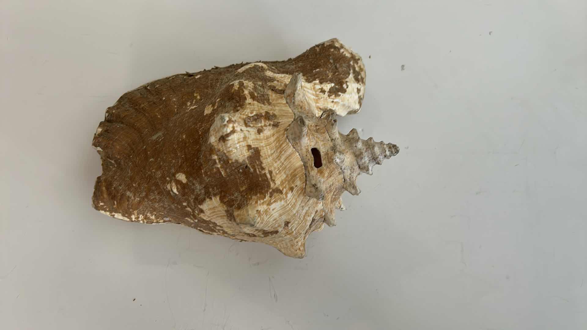 Photo 1 of LARGE SHELL 12” x 6”