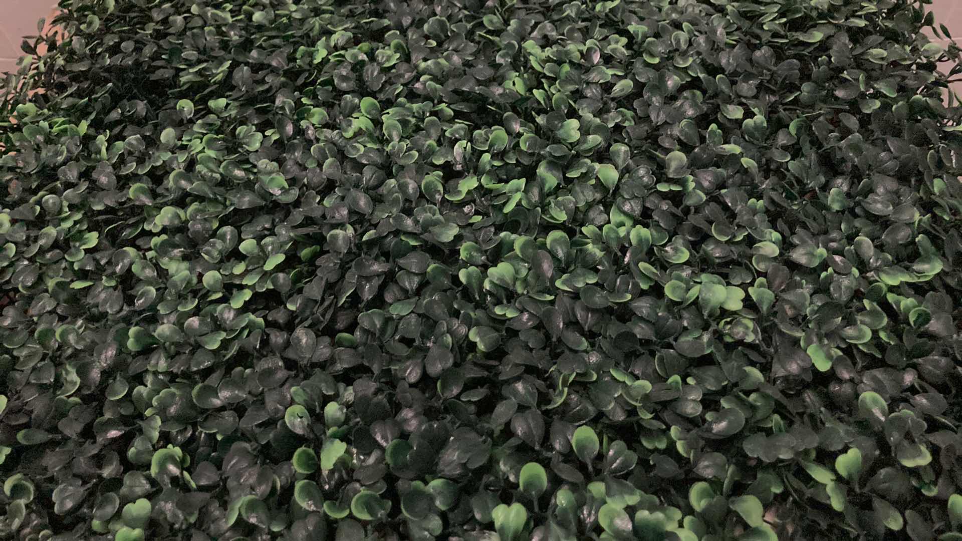 Photo 1 of NEW SUNNYGLADE BOXWOOD HEDGE PANELS (APPROX 12PC) 20” X 20”