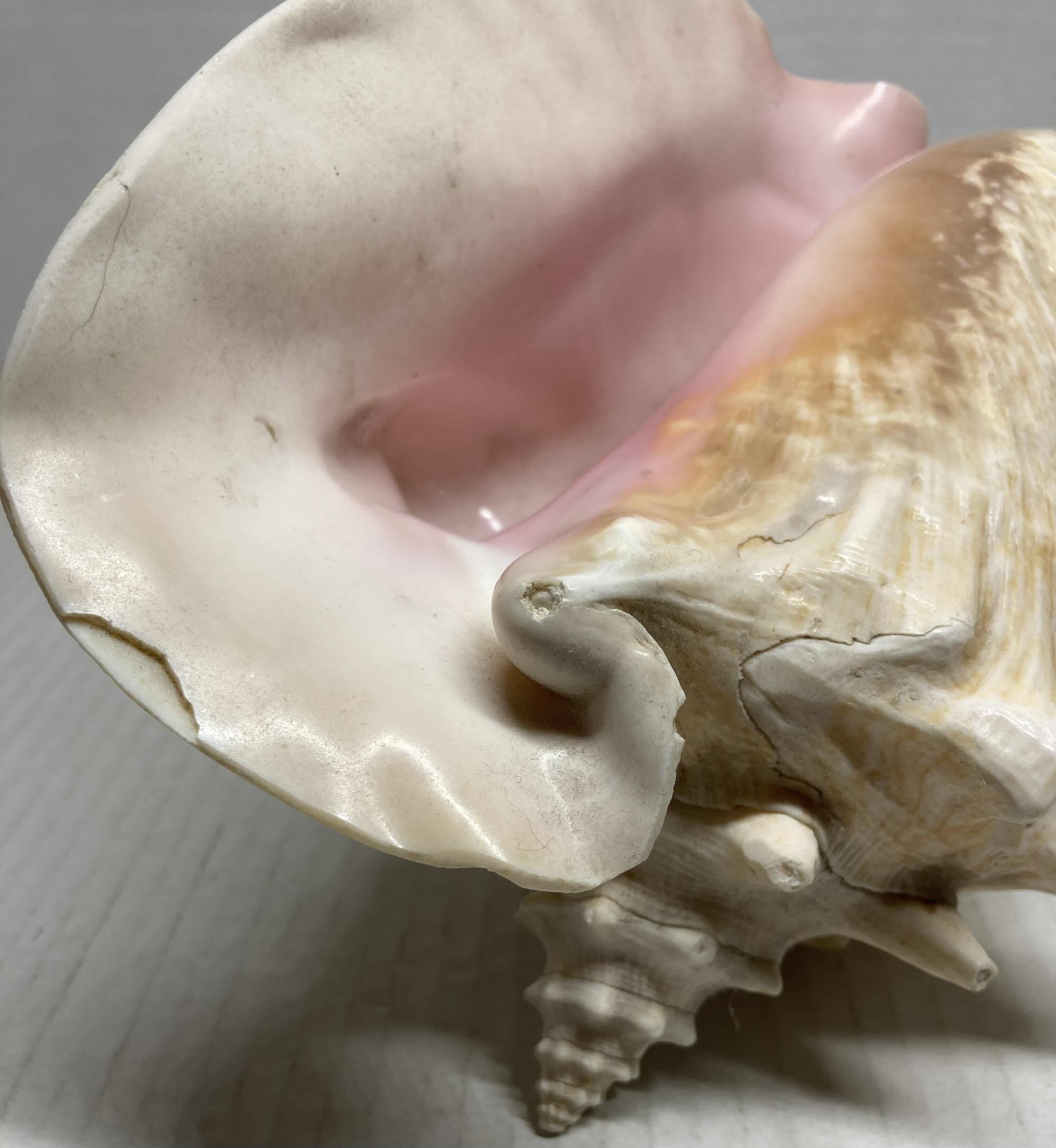 Photo 1 of CONCH SHELL 6” X 7” H8”