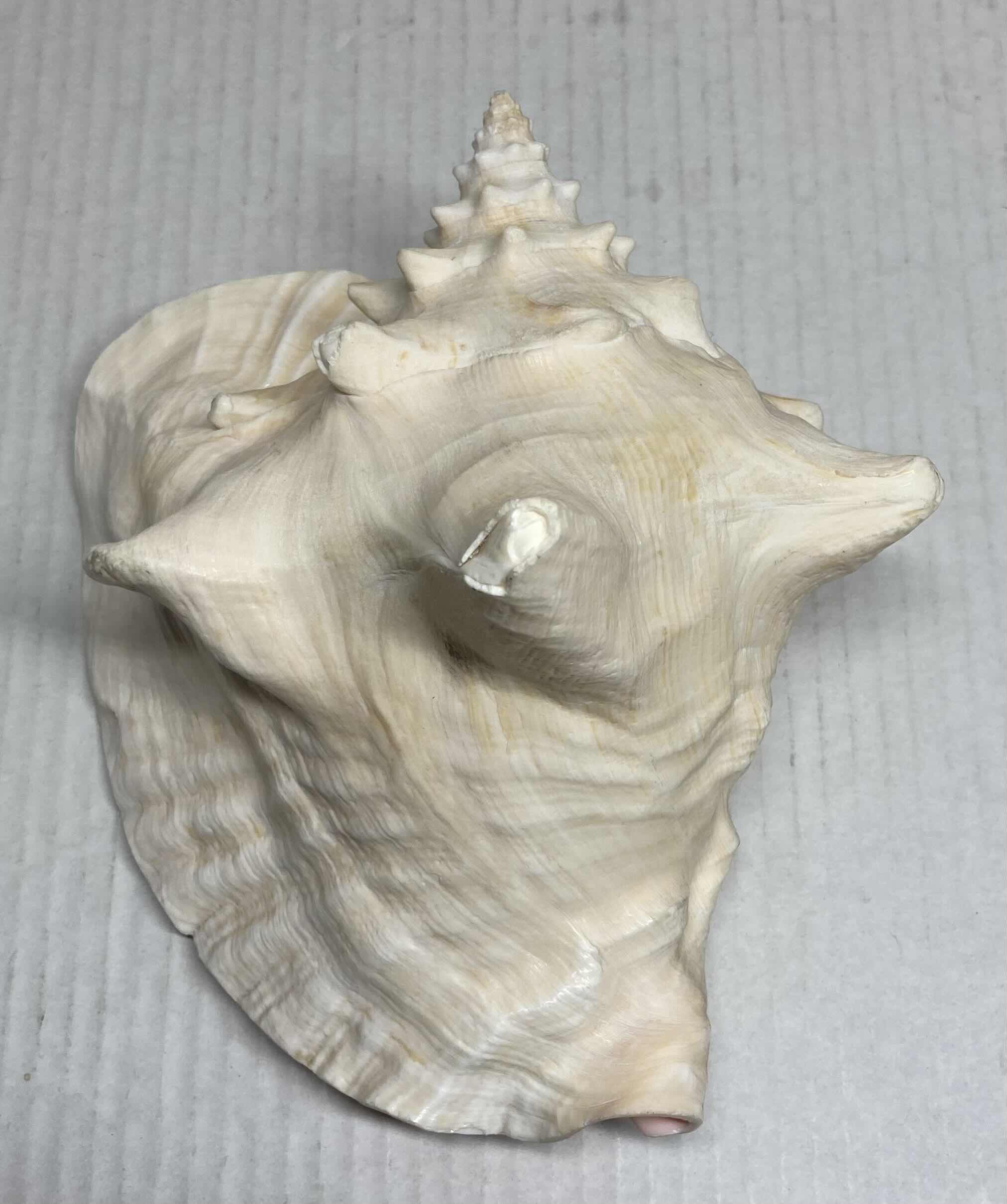 Photo 1 of CONCH SHELL 6” X 7” H8”