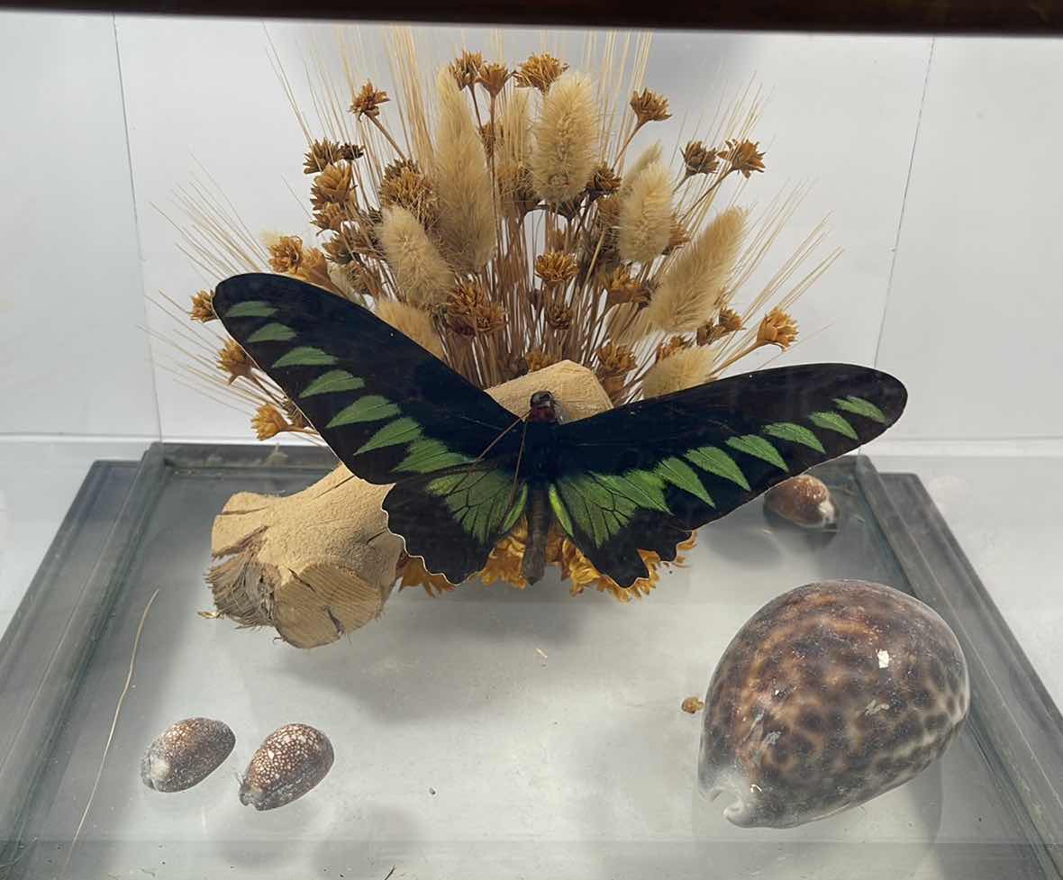 Photo 1 of RAJAH BROOKE’S BIRDWING BUTTERFLY DISPLAY IN WOODEN AND GLASS DISPLAY CASE H9.5”