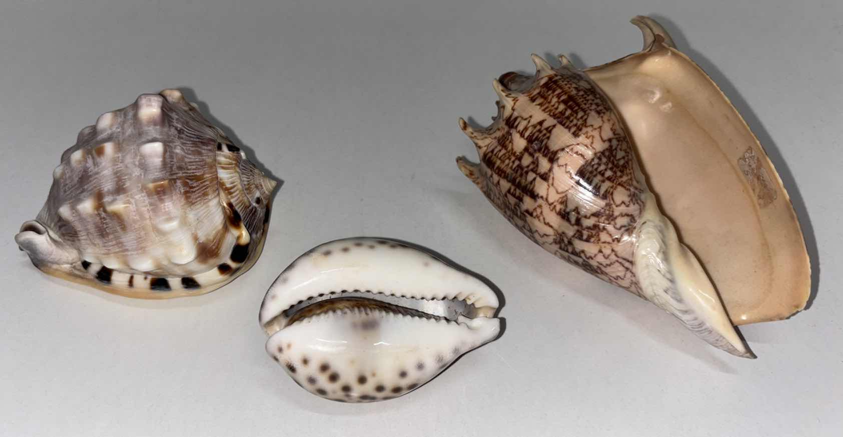 Photo 1 of SEASHELLS (3)