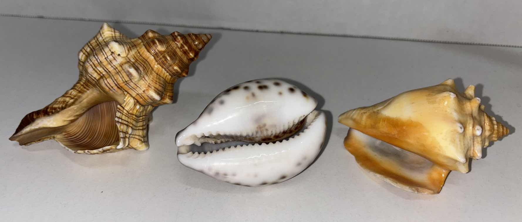 Photo 2 of SEASHELLS & WOOD CARVED 6.25” TOUCAN