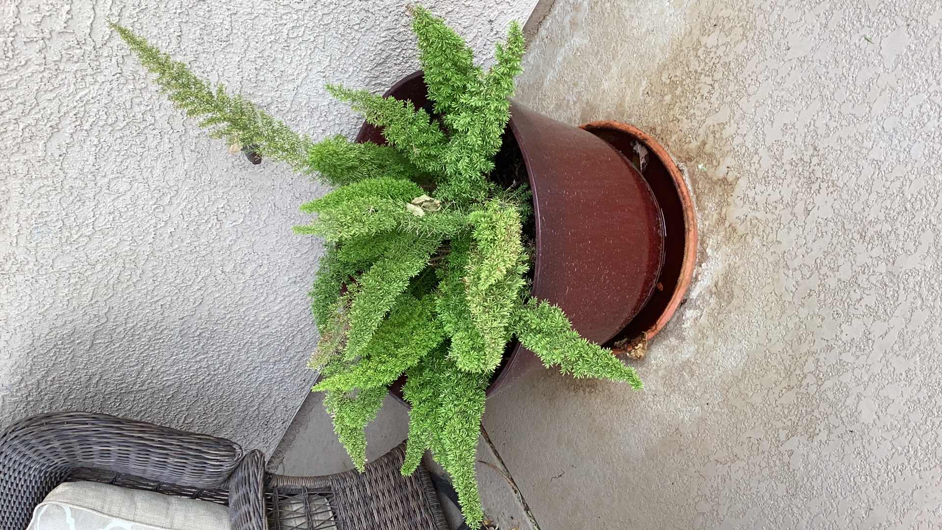 Photo 1 of ASPARAGUS FERN IN PLASTIC POT 23" X H35"