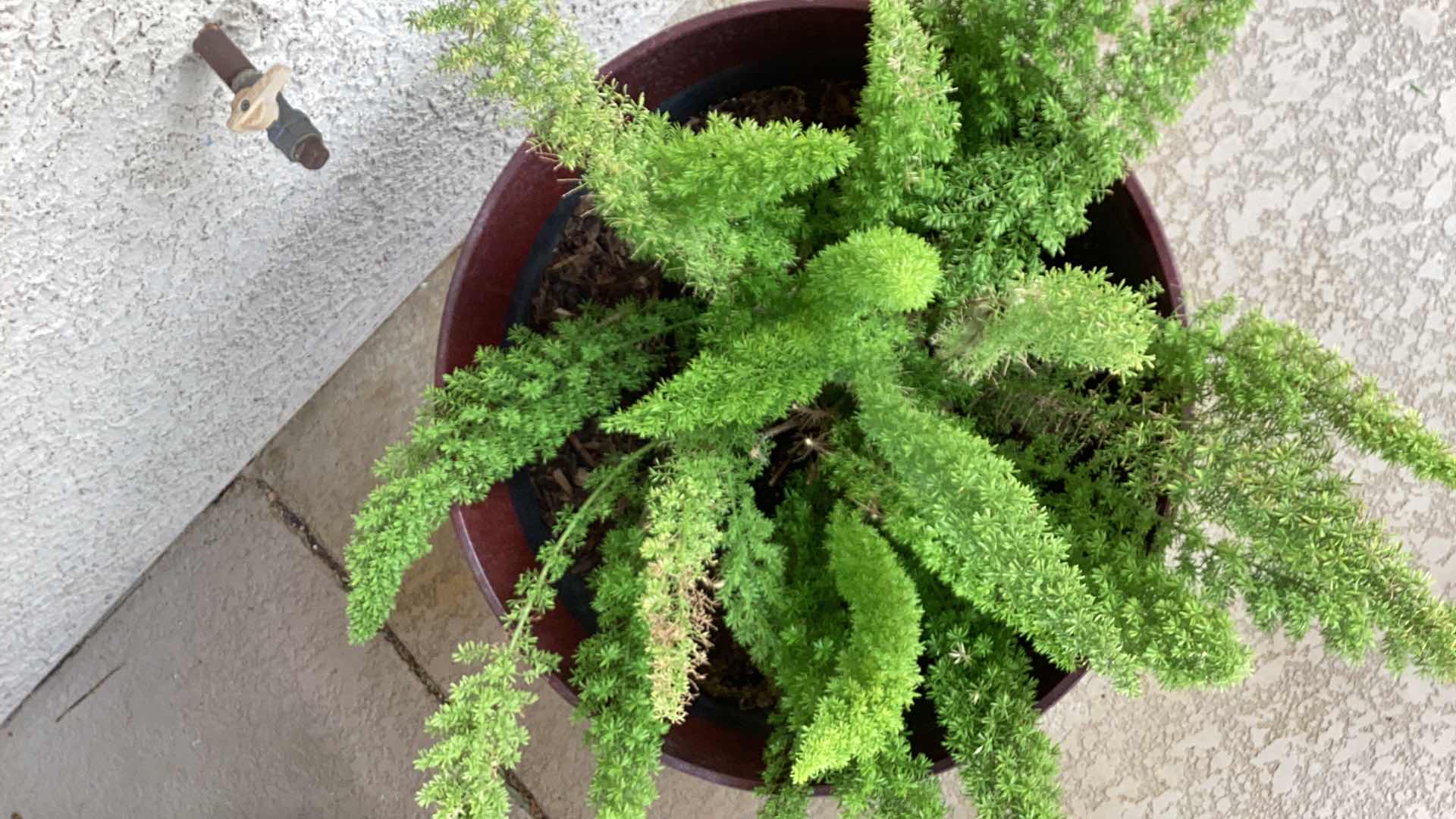 Photo 1 of ASPARAGUS FERN IN PLASTIC POT 23" X H35"