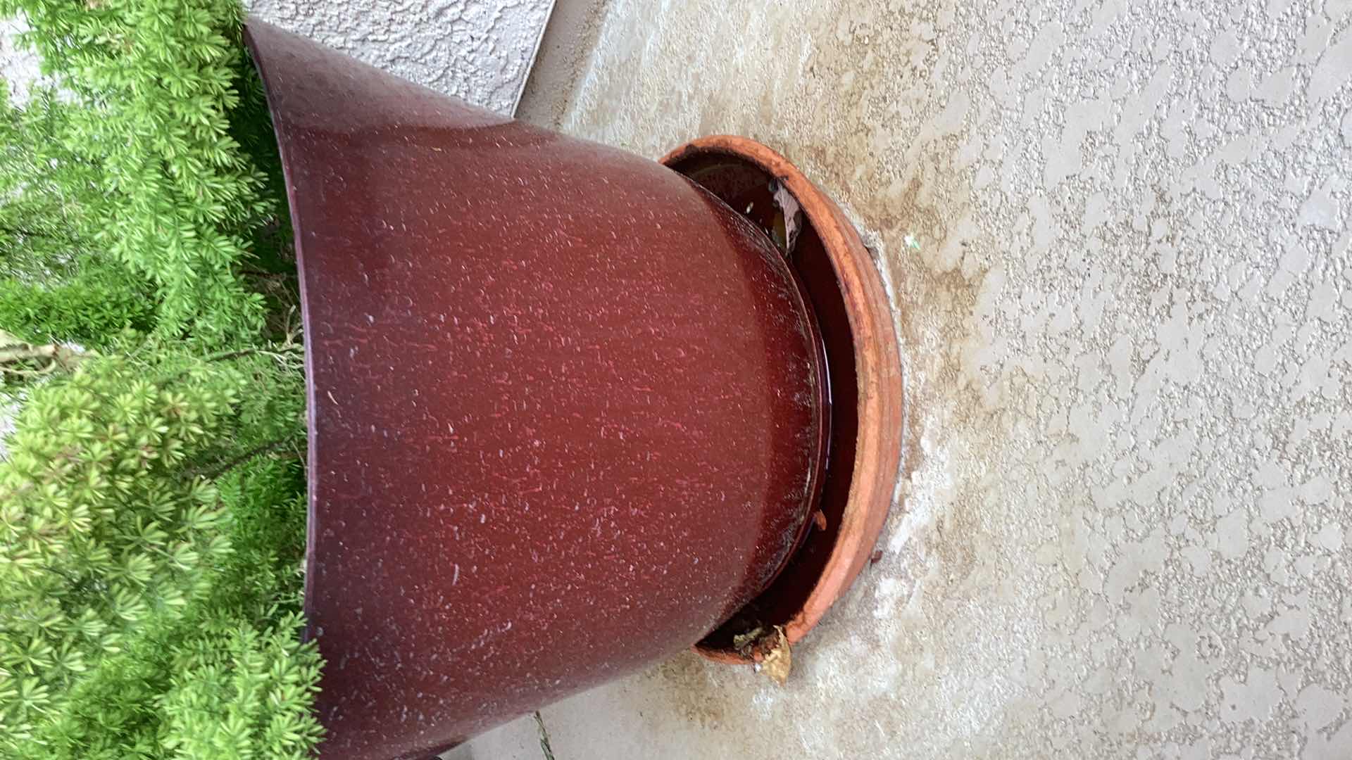 Photo 1 of ASPARAGUS FERN IN PLASTIC POT 23" X H35"