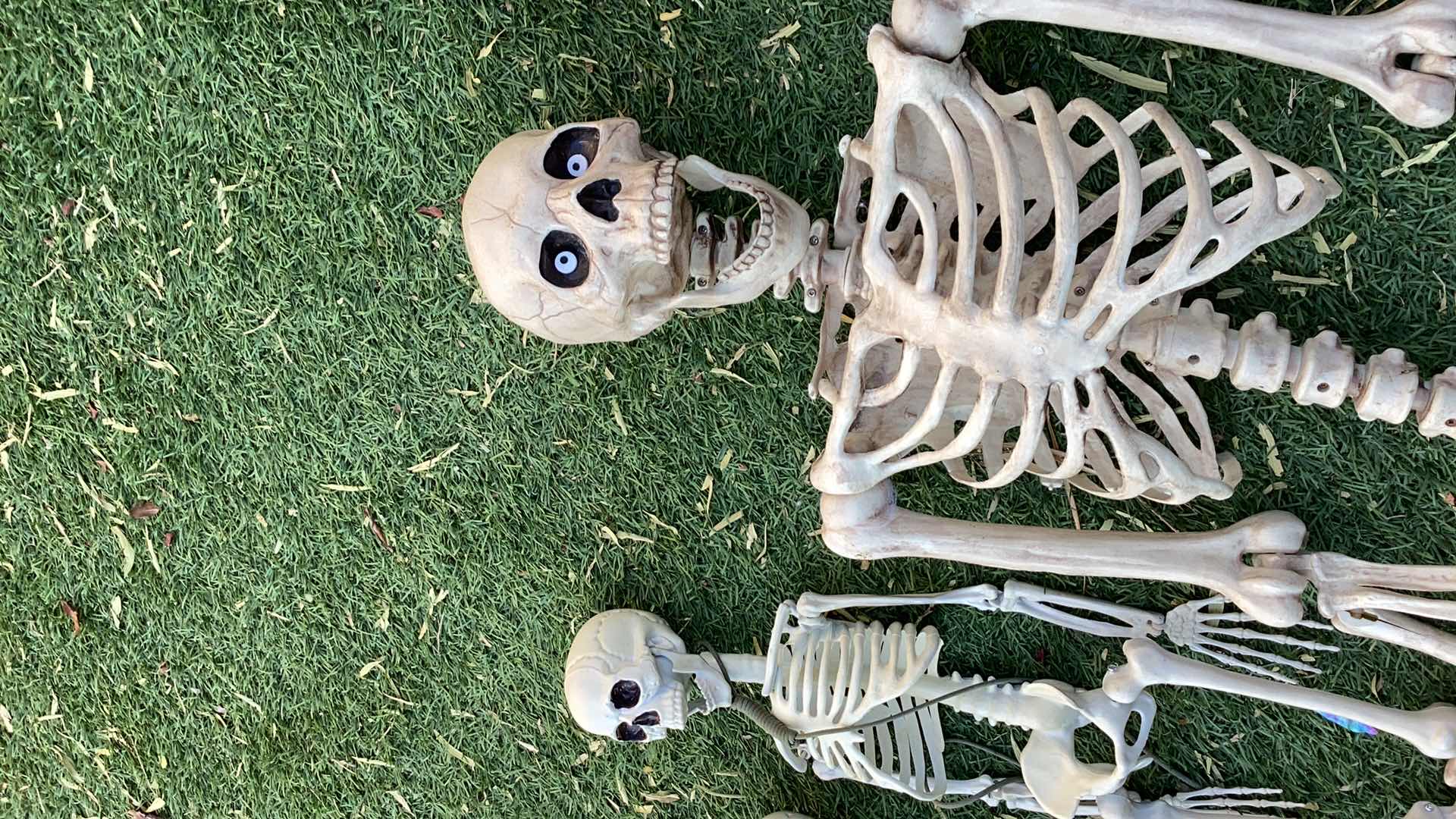 Photo 1 of ASSORTED HALLOWEEN SKELETONS COMPLETE ONES ARE 3 FEET TALL