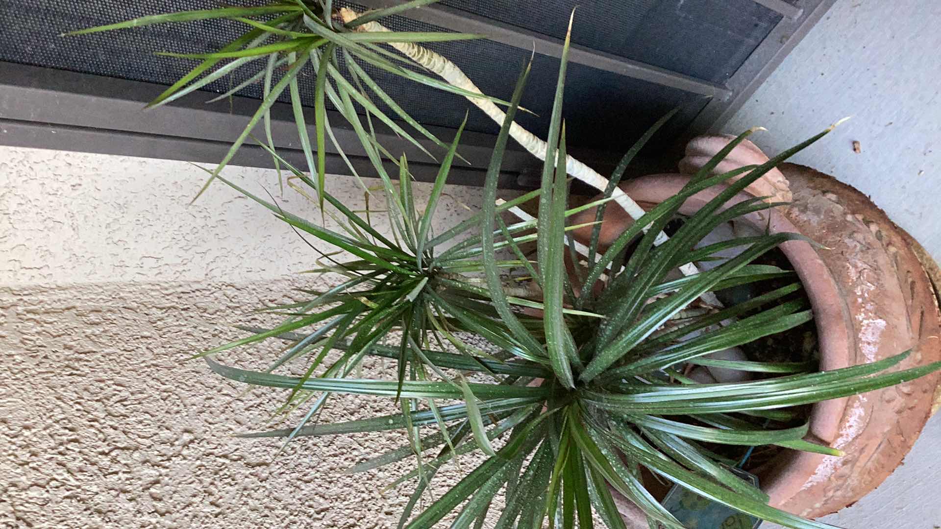 Photo 1 of  LIVE PLANT IN TERRACOTTA POT 20” x H40”