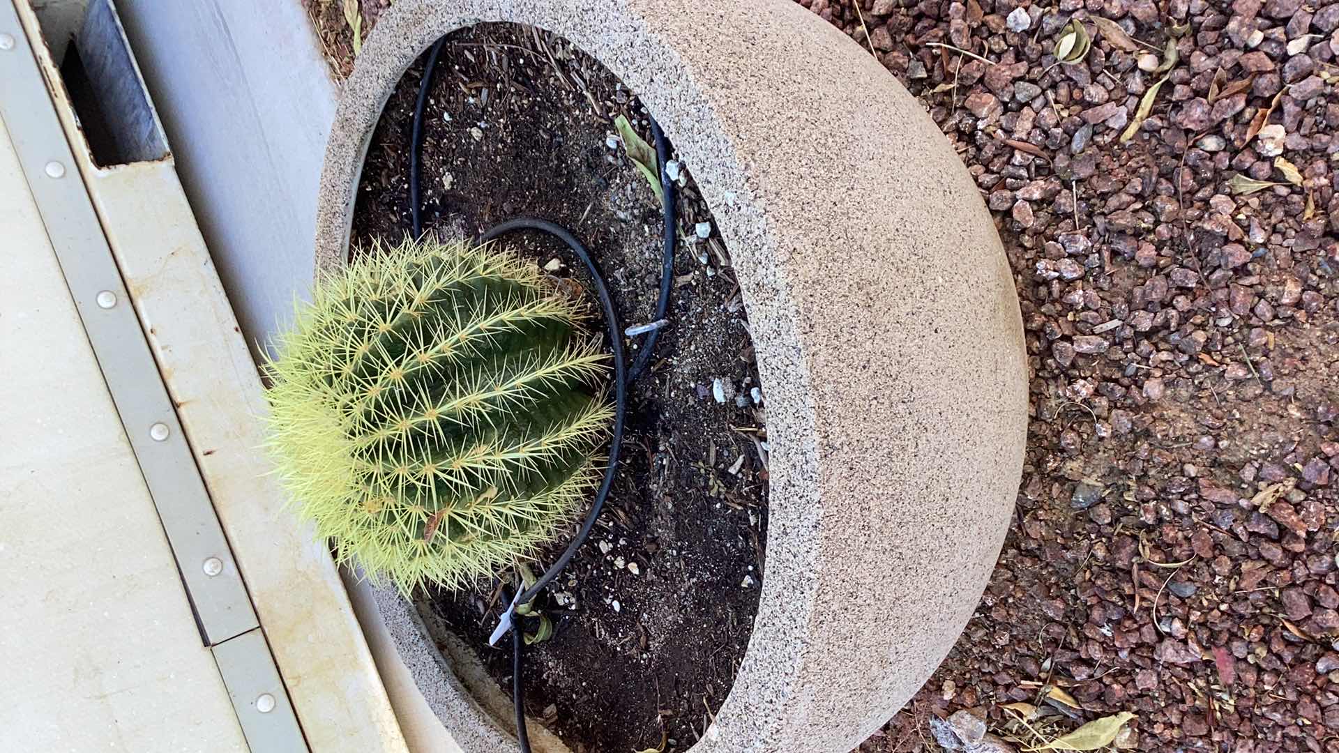 Photo 1 of 3 LARGE PLANTERS WITH LIVE CACTI