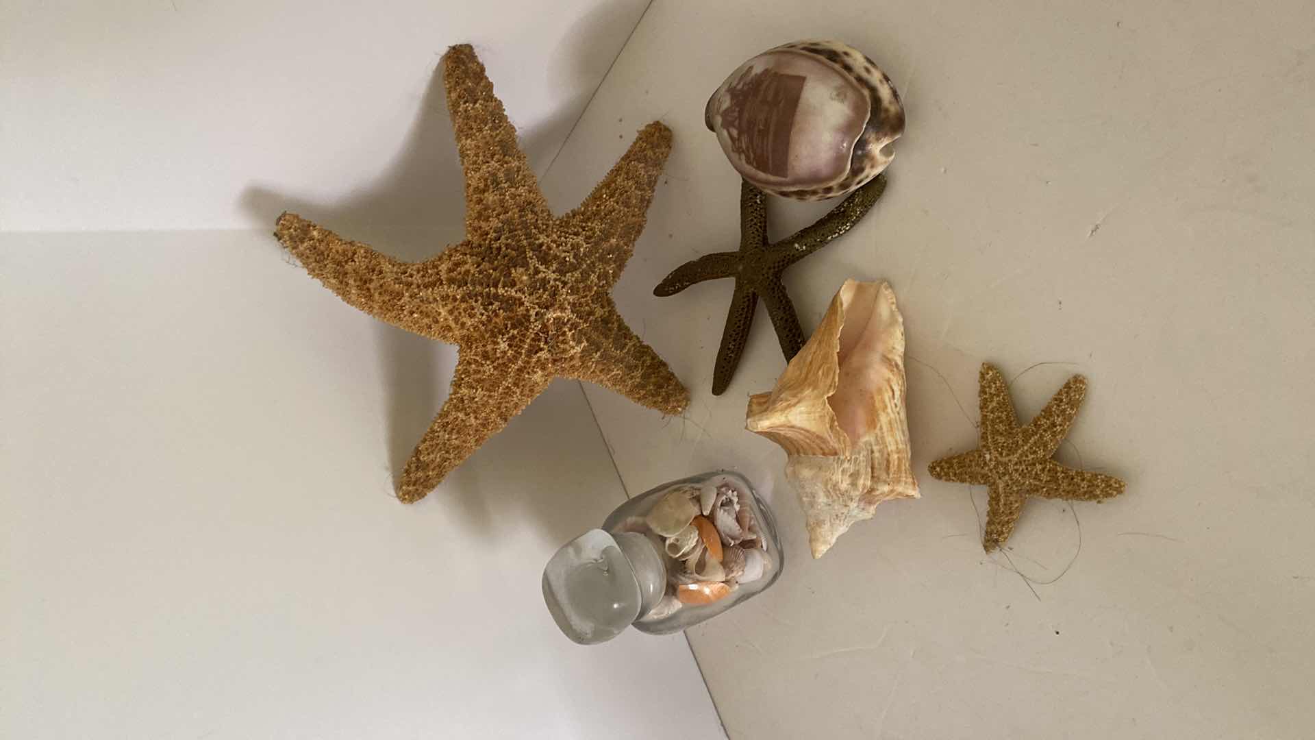 Photo 1 of HOME DECOR STARFISH, SHELLS AND MORE