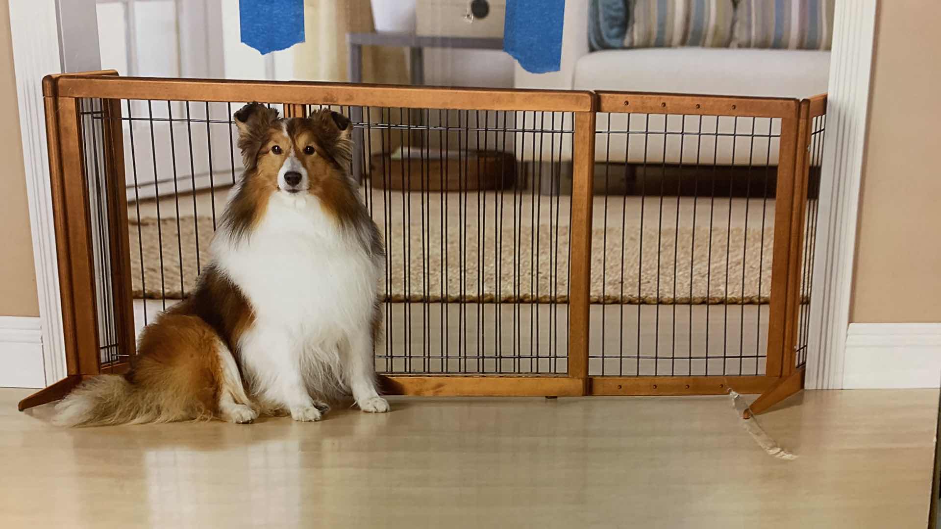 Photo 1 of TOP PAW ADJUSTABLE STAND ALONE GATE