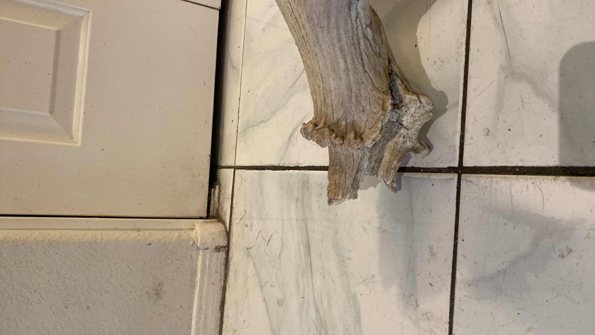 Photo 1 of LARGE DEER HORN H44”