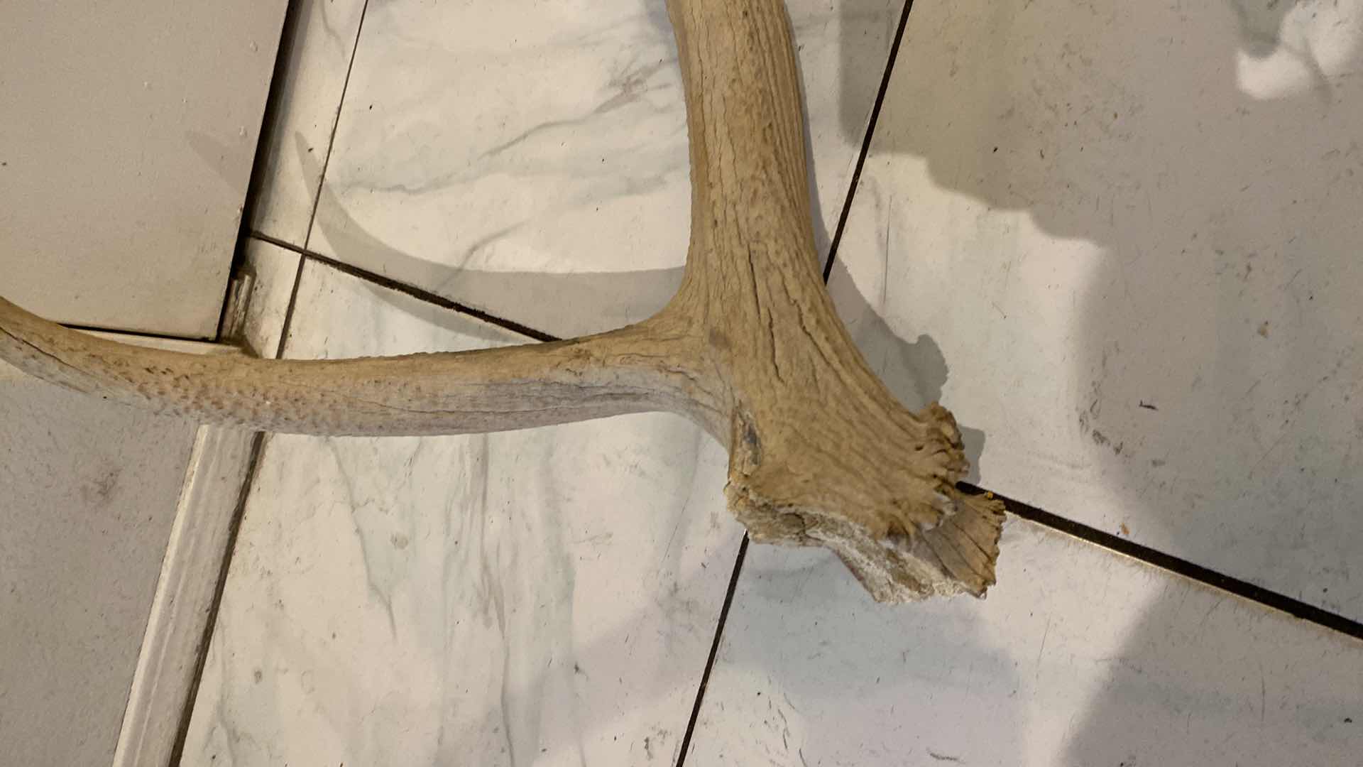 Photo 1 of LARGE DEER HORN H44”