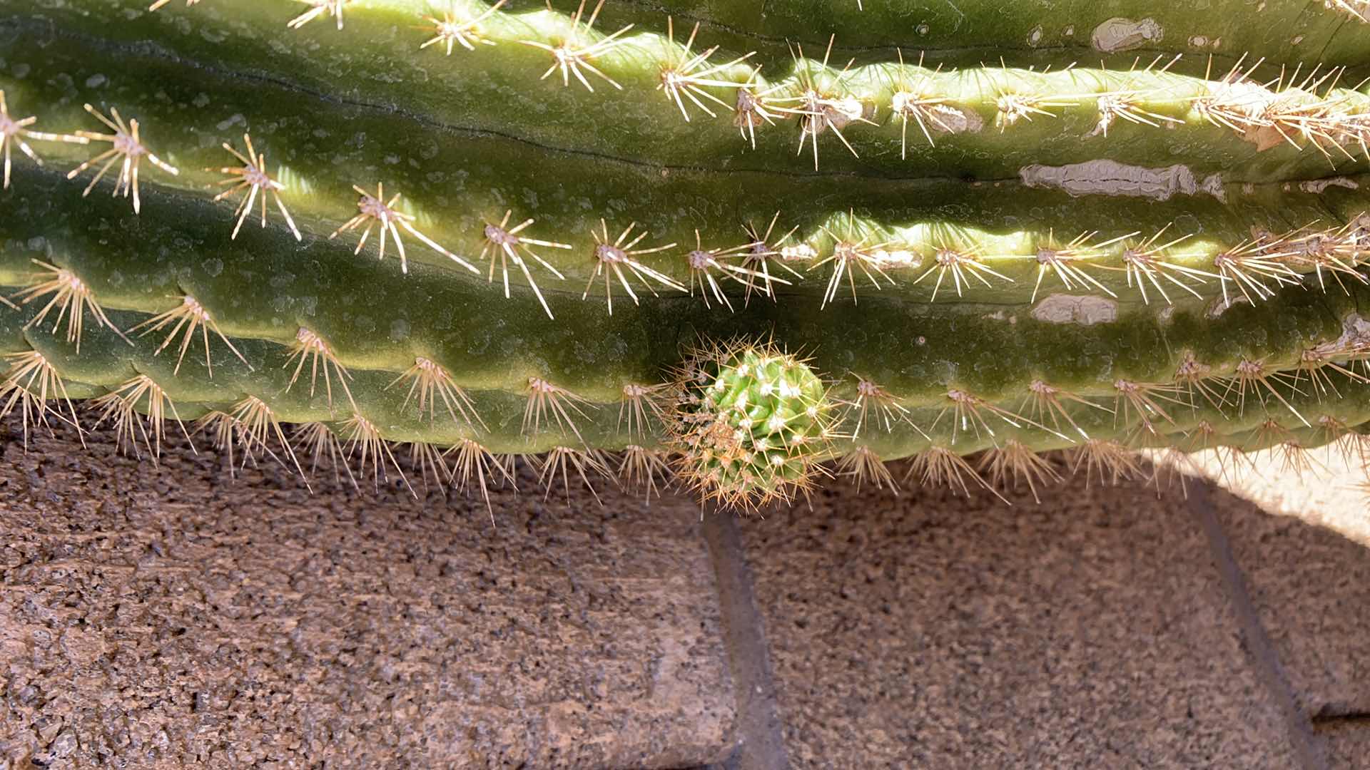 Photo 1 of CACTUS PLANTER 27” C 36” VERY HEAVY