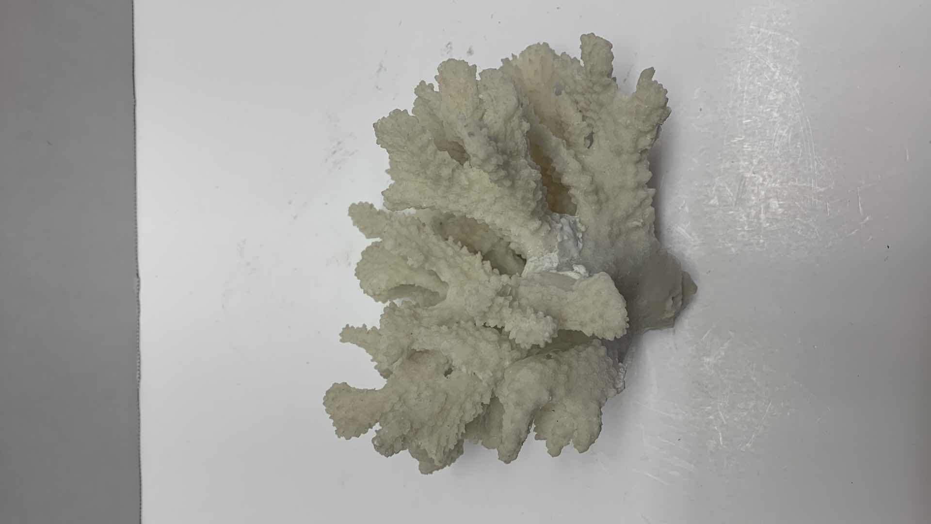 Photo 1 of NATURAL CORAL REEF SMALL TREE 