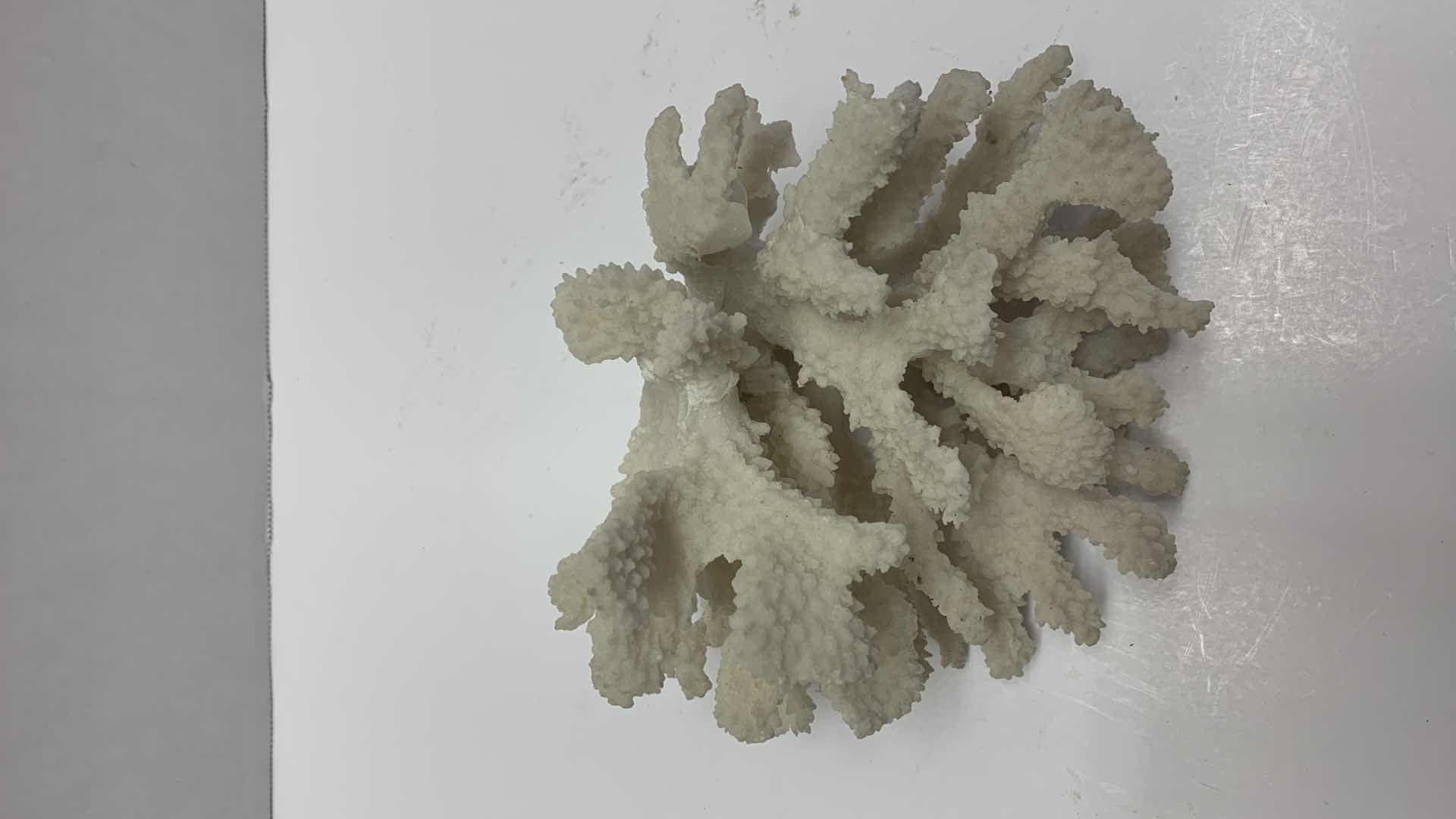 Photo 1 of NATURAL CORAL REEF SMALL TREE 