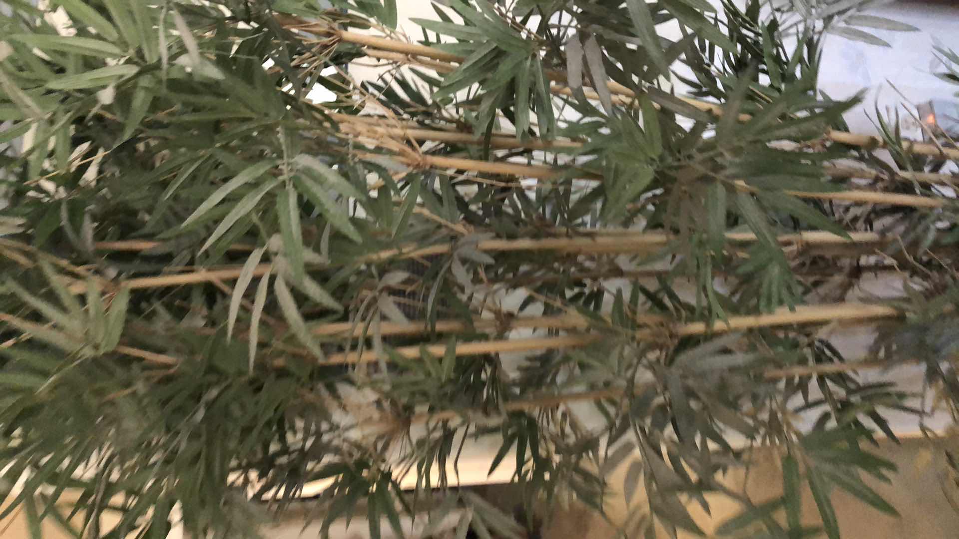 Photo 2 of FAUX BAMBOO TREE 84” TALL