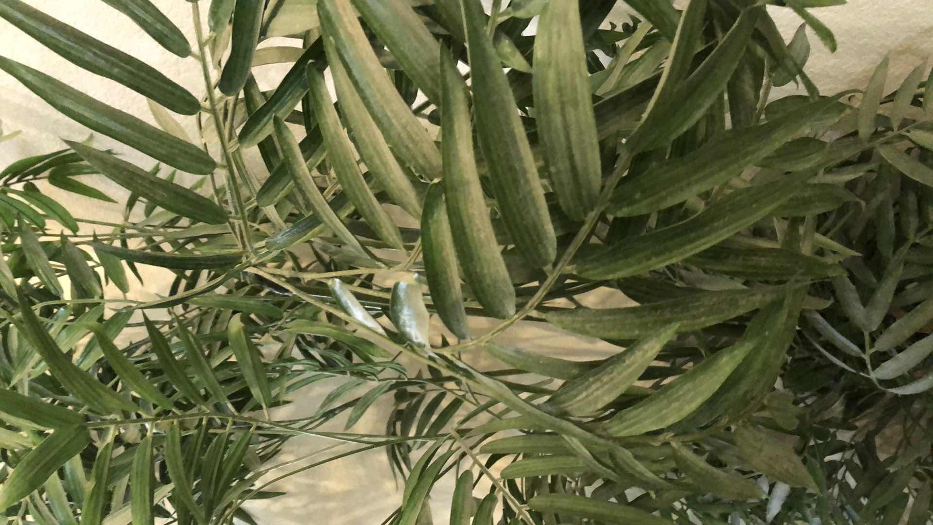 Photo 1 of LARGE FAUX PARLOR PALM 92” TALL