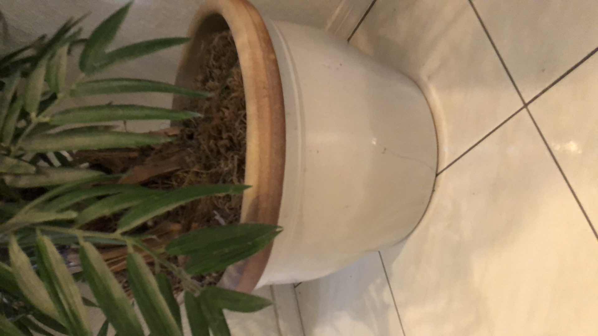 Photo 1 of LARGE FAUX PARLOR PALM 92” TALL