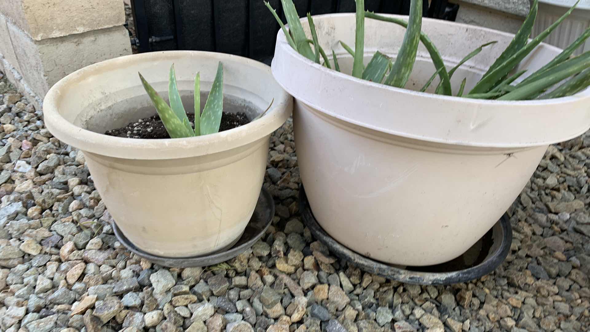 Photo 1 of ALOE VERA PLANTS