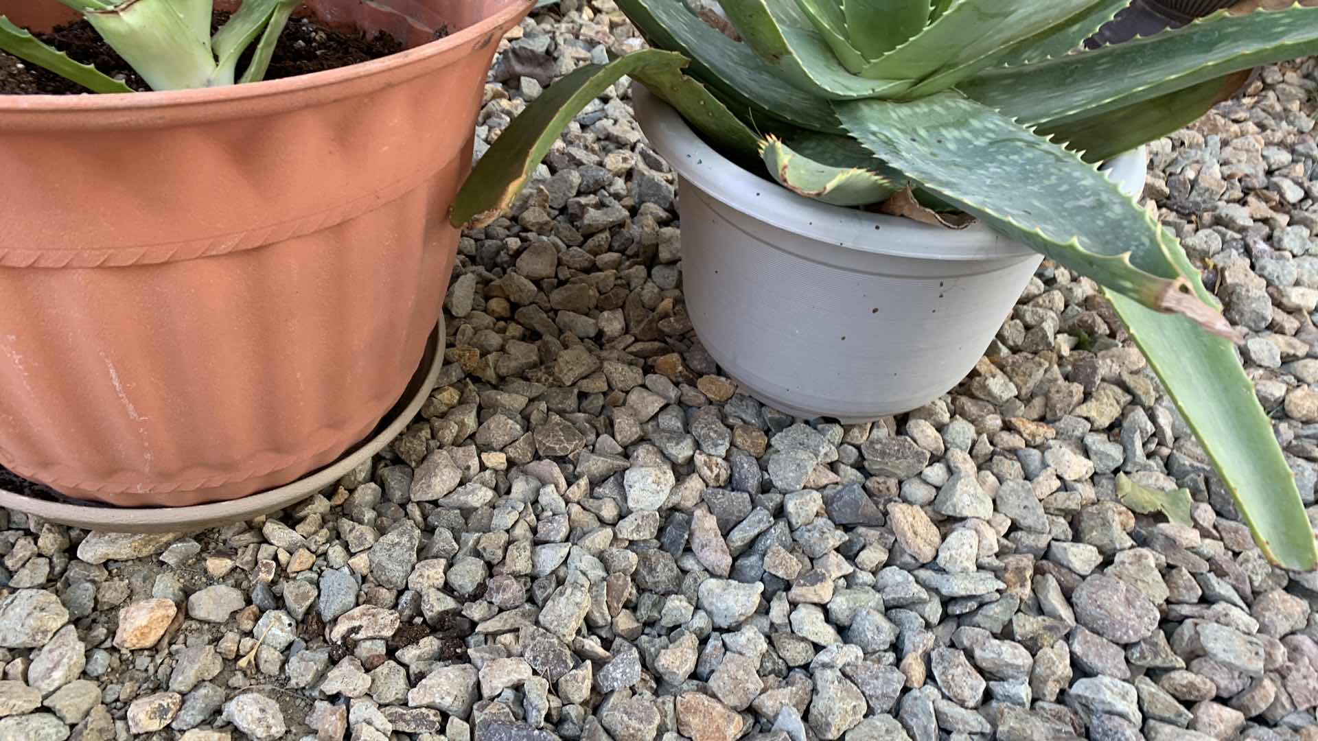 Photo 1 of ALOE VERA PLANTS