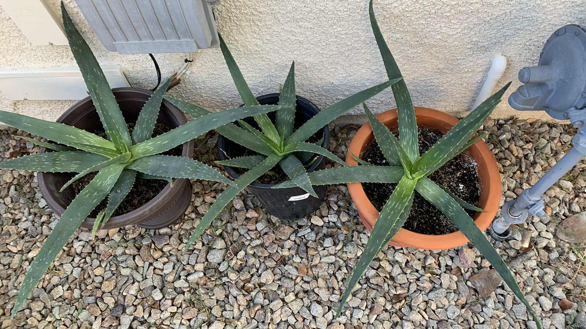 Photo 1 of ALOE VERA PLANTS