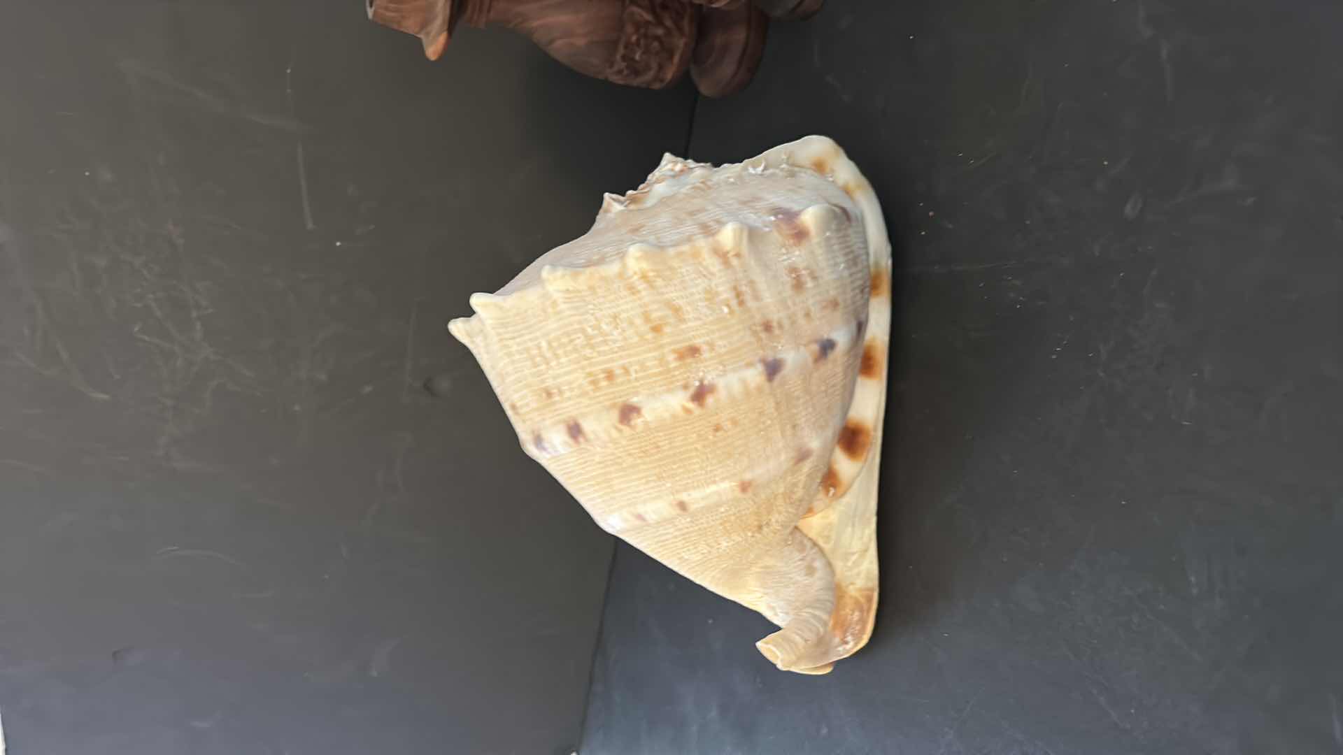 Photo 4 of SHELL DECOR AND WOOD CANDLE HOLDERS