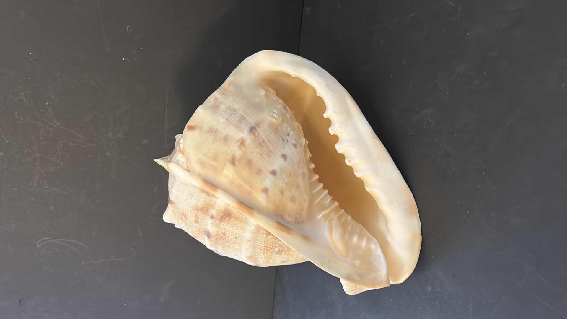 Photo 5 of SHELL DECOR AND WOOD CANDLE HOLDERS