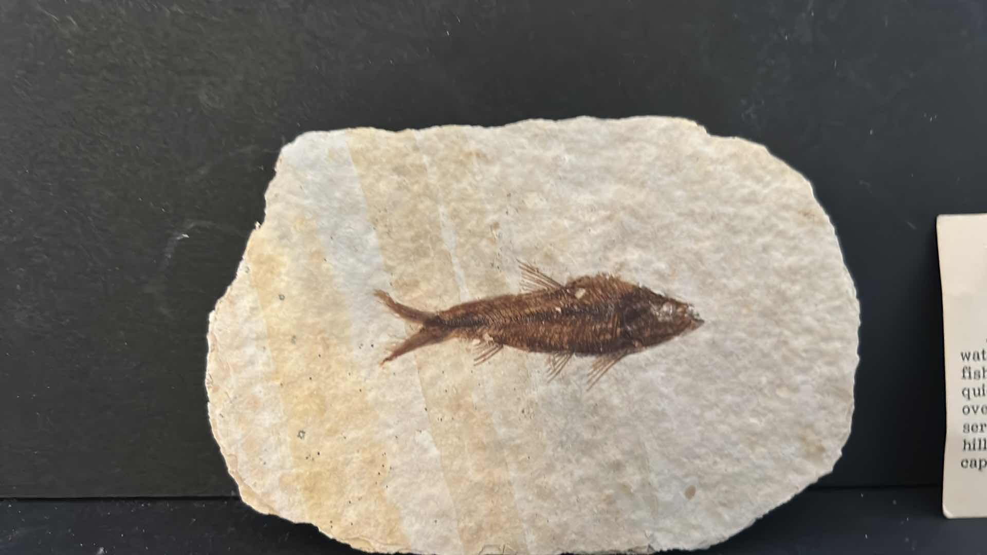 Photo 1 of FISH FOSSIL