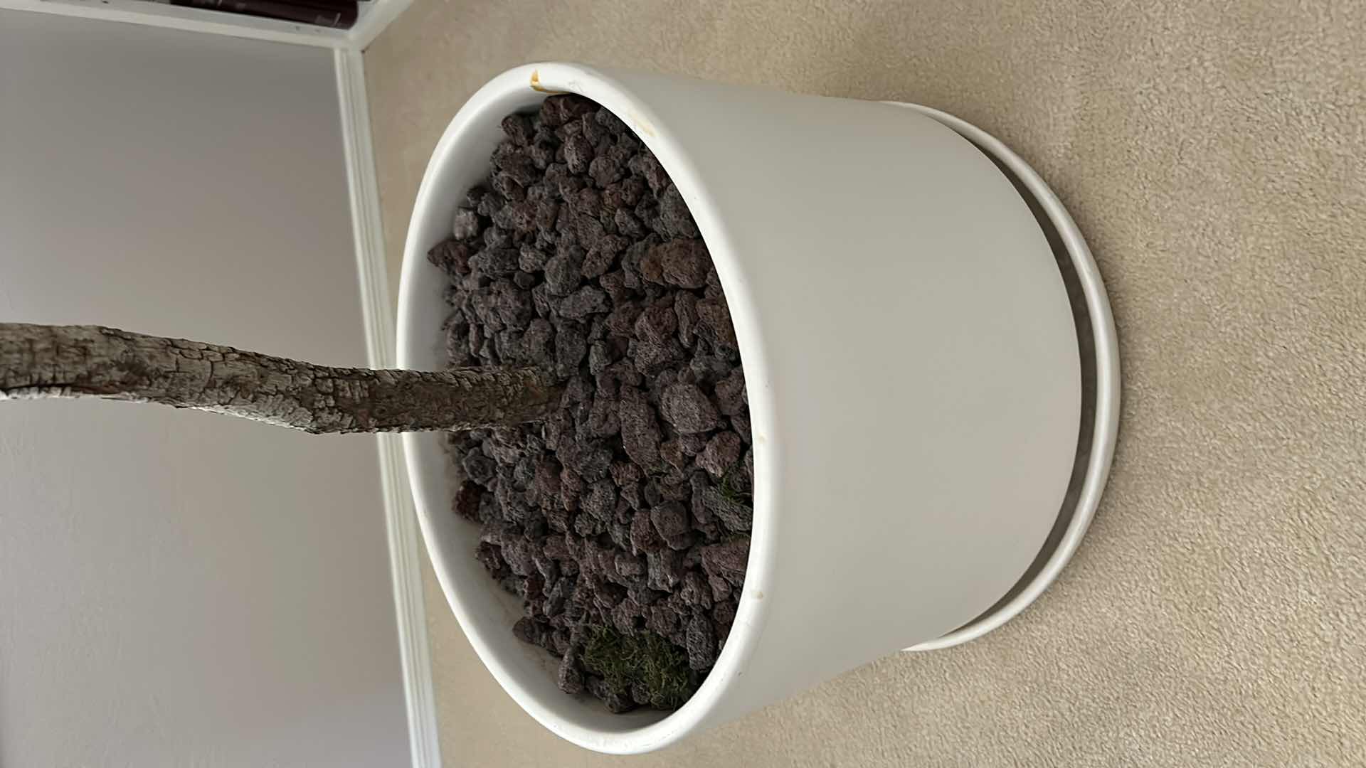 Photo 1 of POTTED REALISTIC FAUX TREE H77” (HEAVY POT MEASURES 17” x 14”