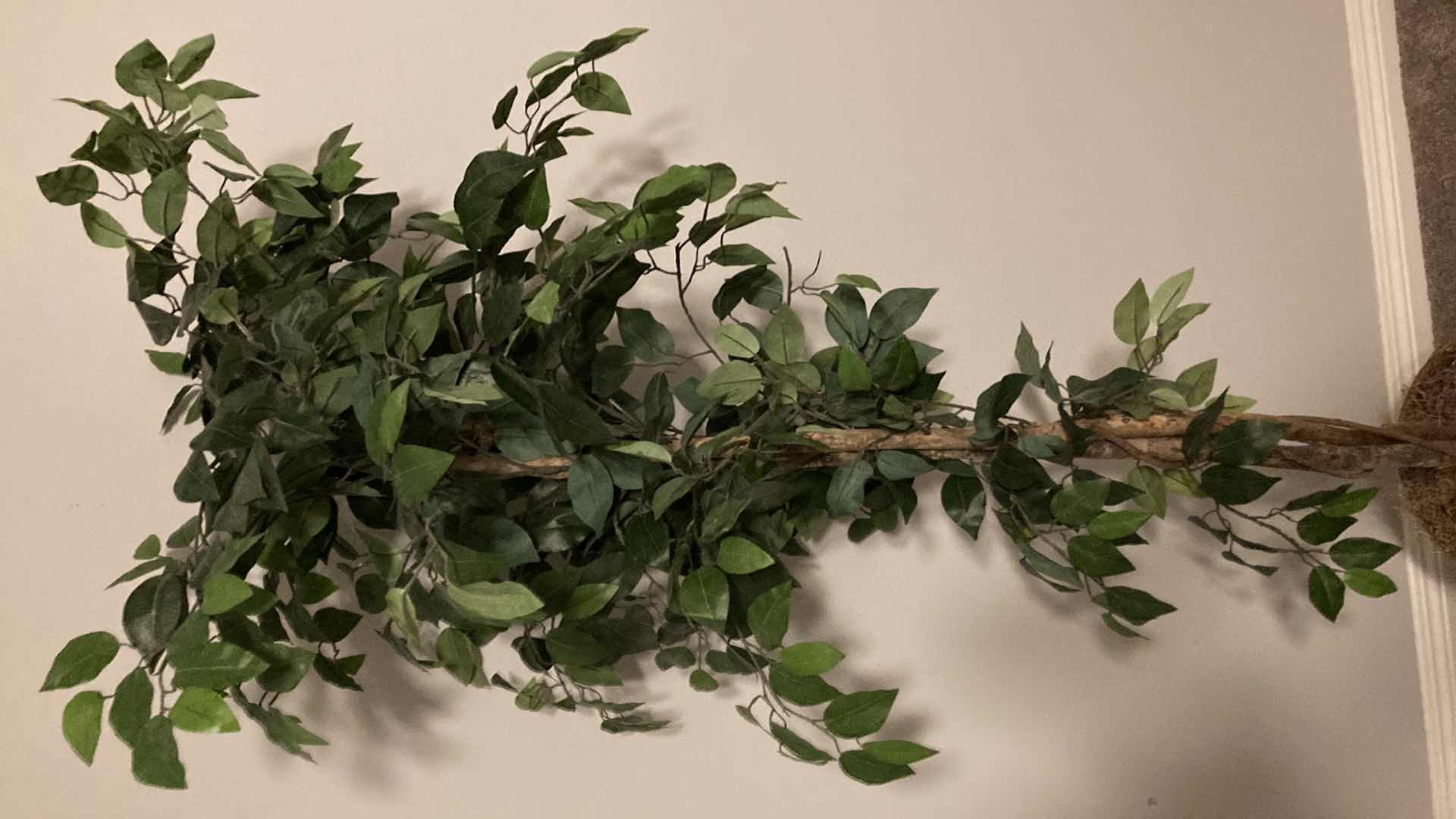 Photo 1 of INDOOR FICUS FAUX TREE W WICKER POT H76”