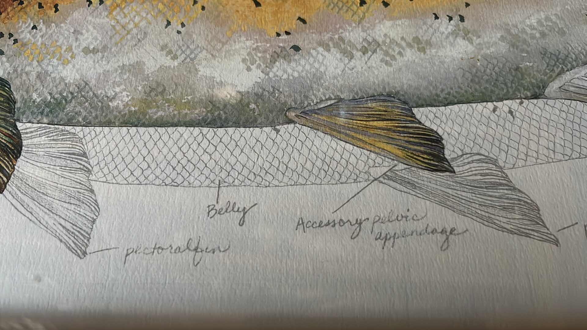 Photo 3 of RAINBOW TROUT ANATOMY ART SIGNED BY KLATT 1993 34.75” X 26”