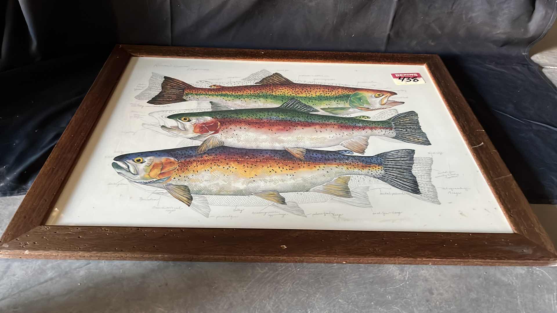 Photo 1 of RAINBOW TROUT ANATOMY ART SIGNED BY KLATT 1993 34.75” X 26”