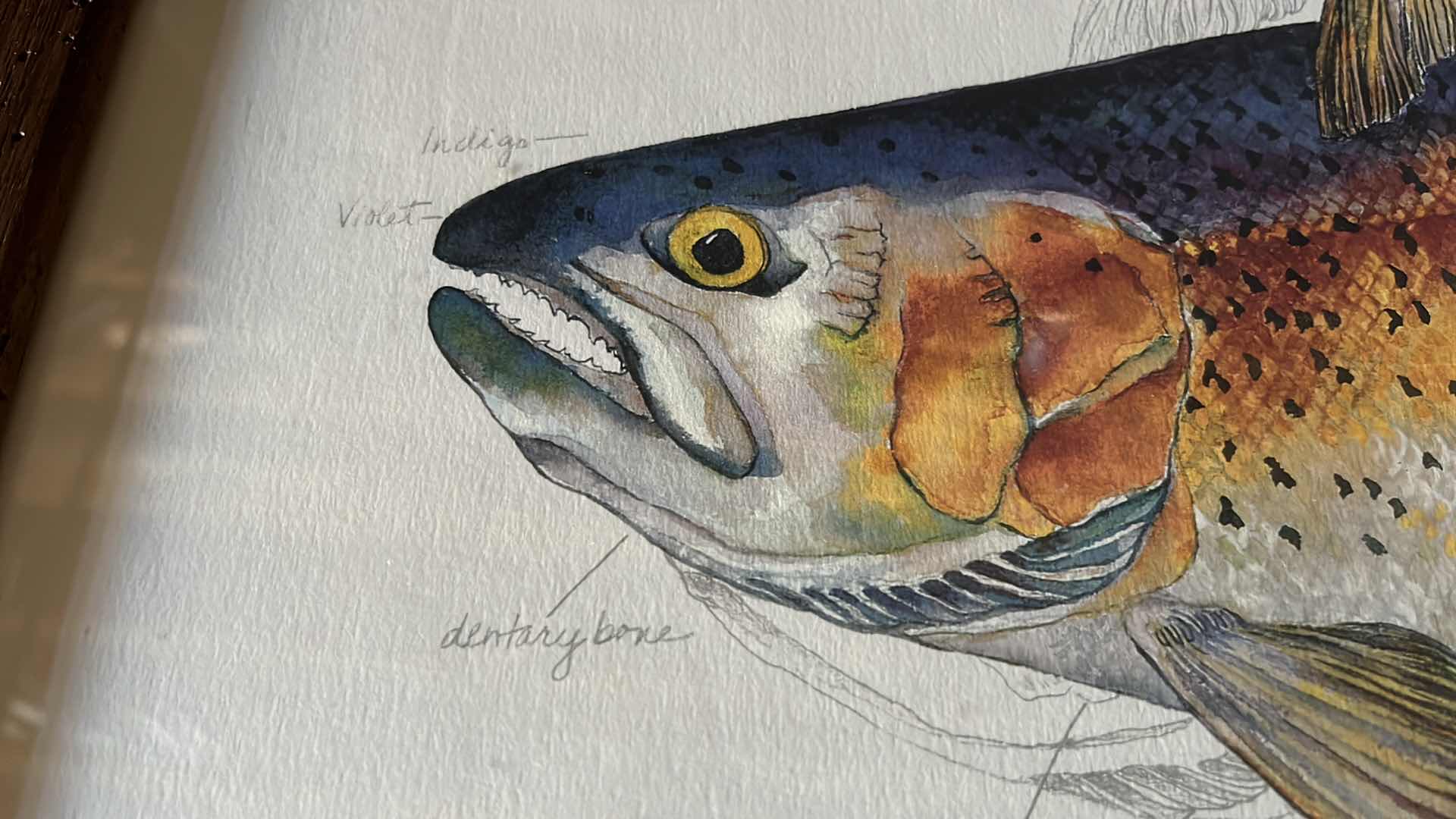 Photo 1 of RAINBOW TROUT ANATOMY ART SIGNED BY KLATT 1993 34.75” X 26”