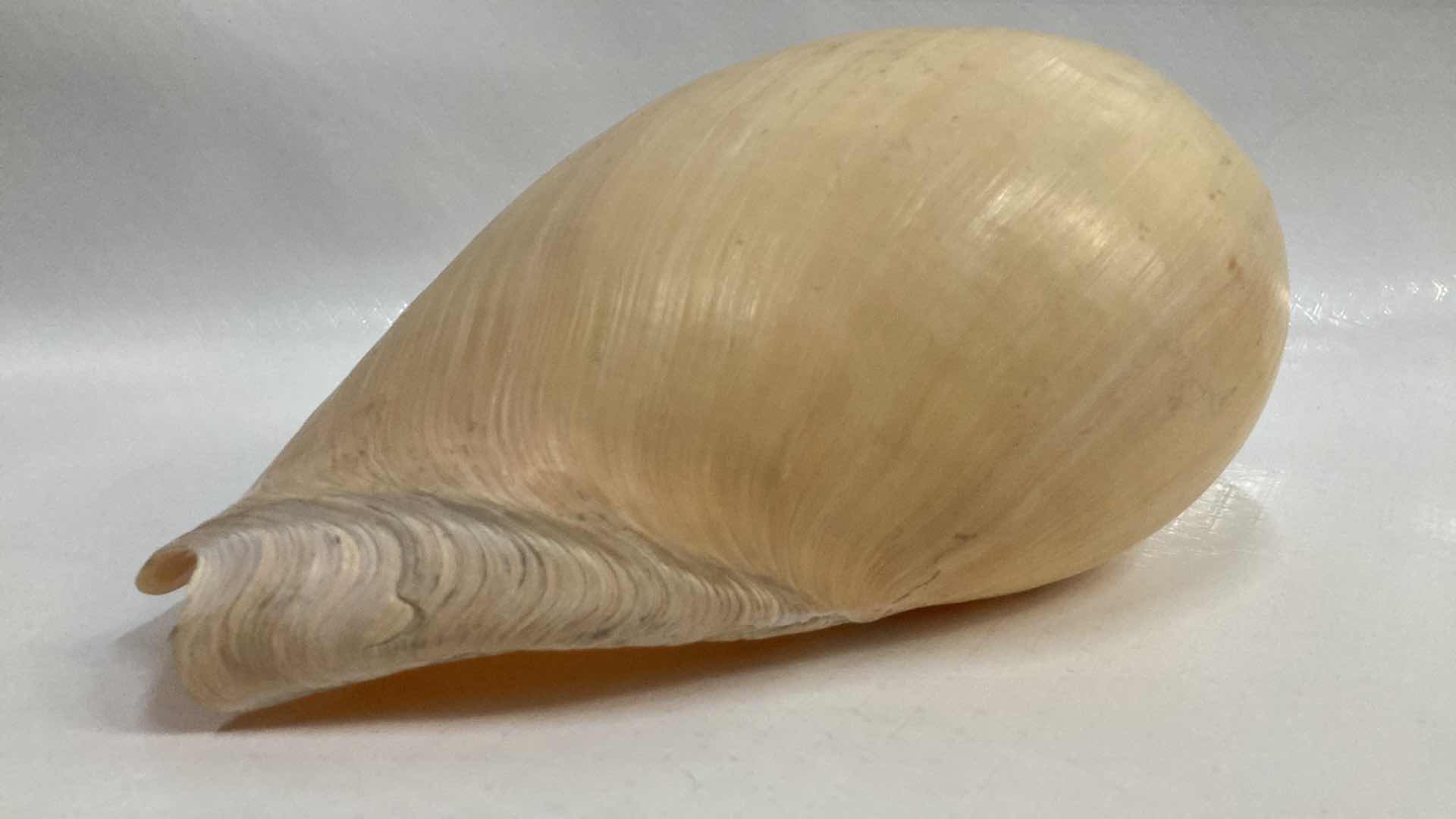 Photo 1 of LARGE MELON SEASHELL 12” X 8” H5.5”