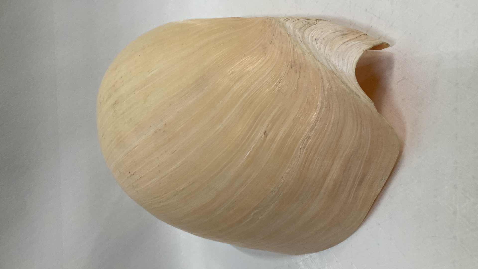 Photo 1 of LARGE MELON SEASHELL 12” X 8” H5.5”