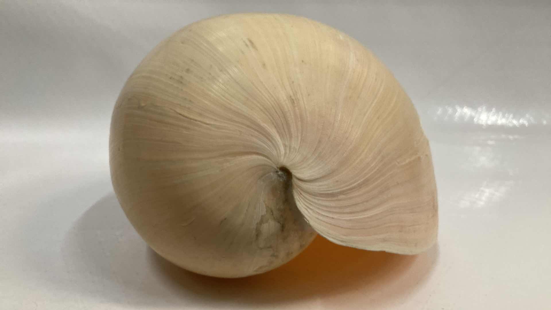 Photo 1 of LARGE MELON SEASHELL 12” X 8” H5.5”