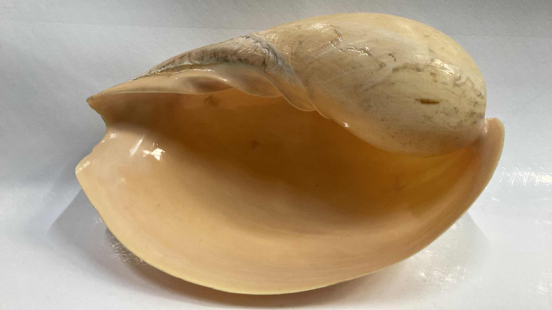 Photo 1 of LARGE MELON SEASHELL 12” X 8” H5.5”