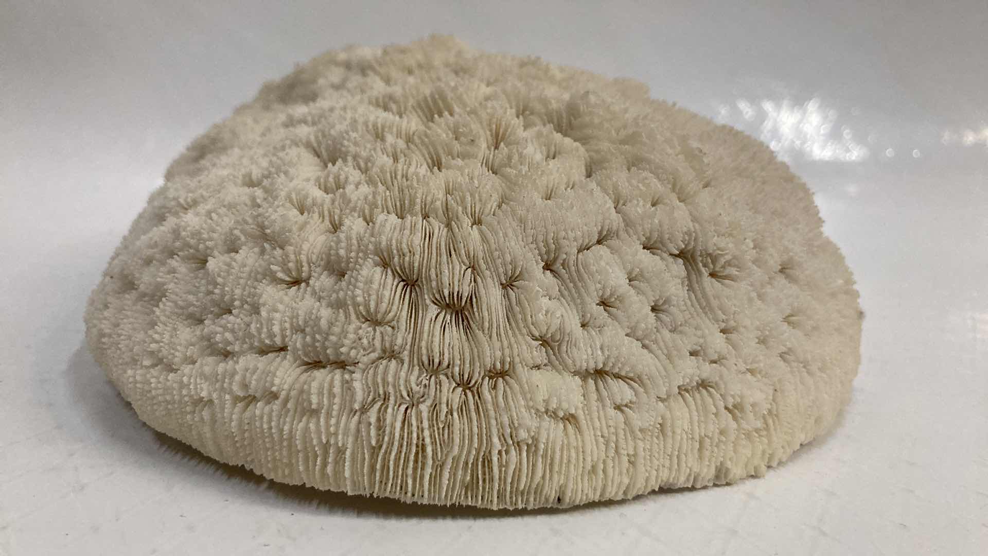 Photo 1 of AGATIZED STONY CORAL 9.5” X 6.5” H3”