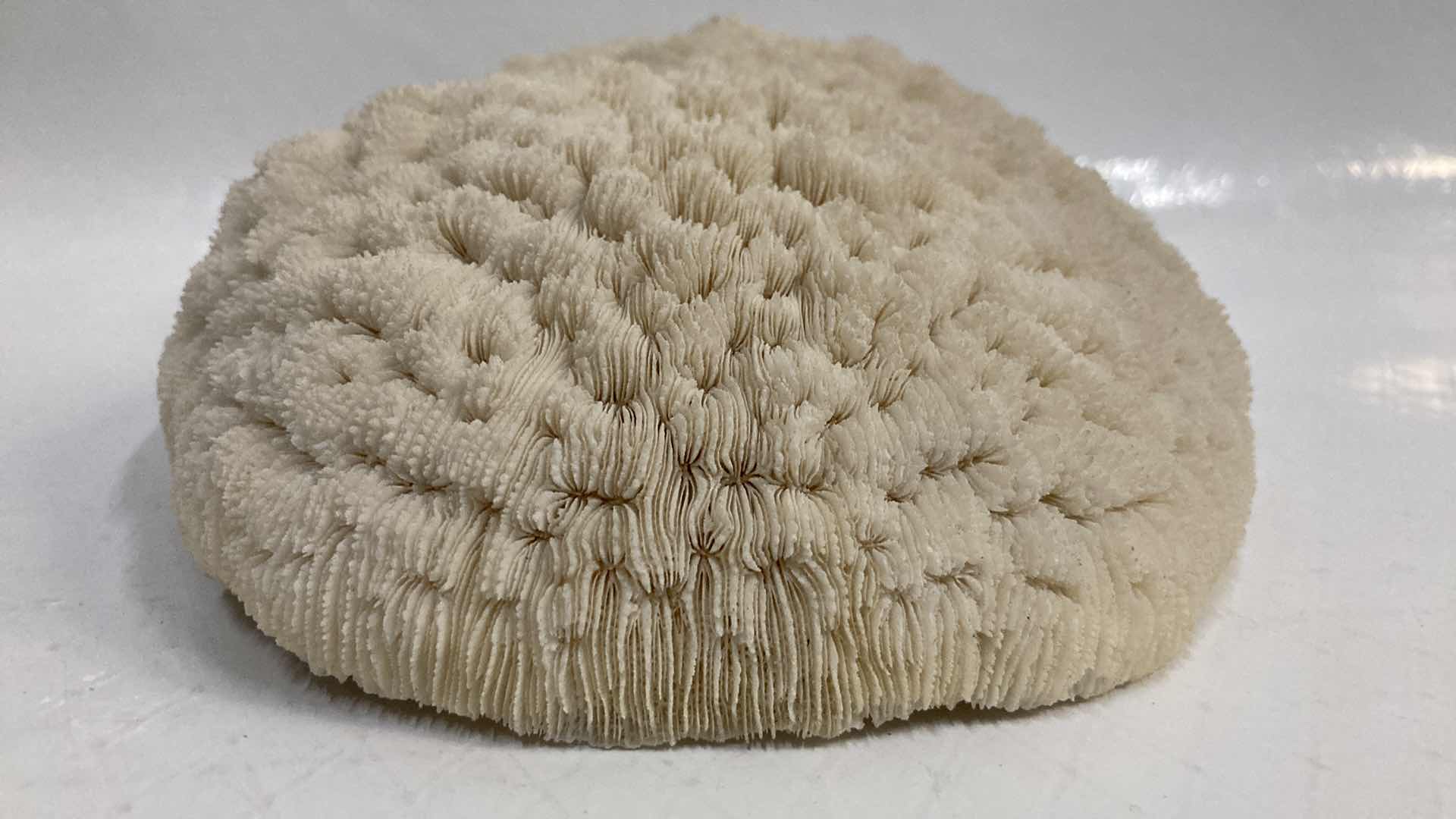 Photo 1 of AGATIZED STONY CORAL 9.5” X 6.5” H3”