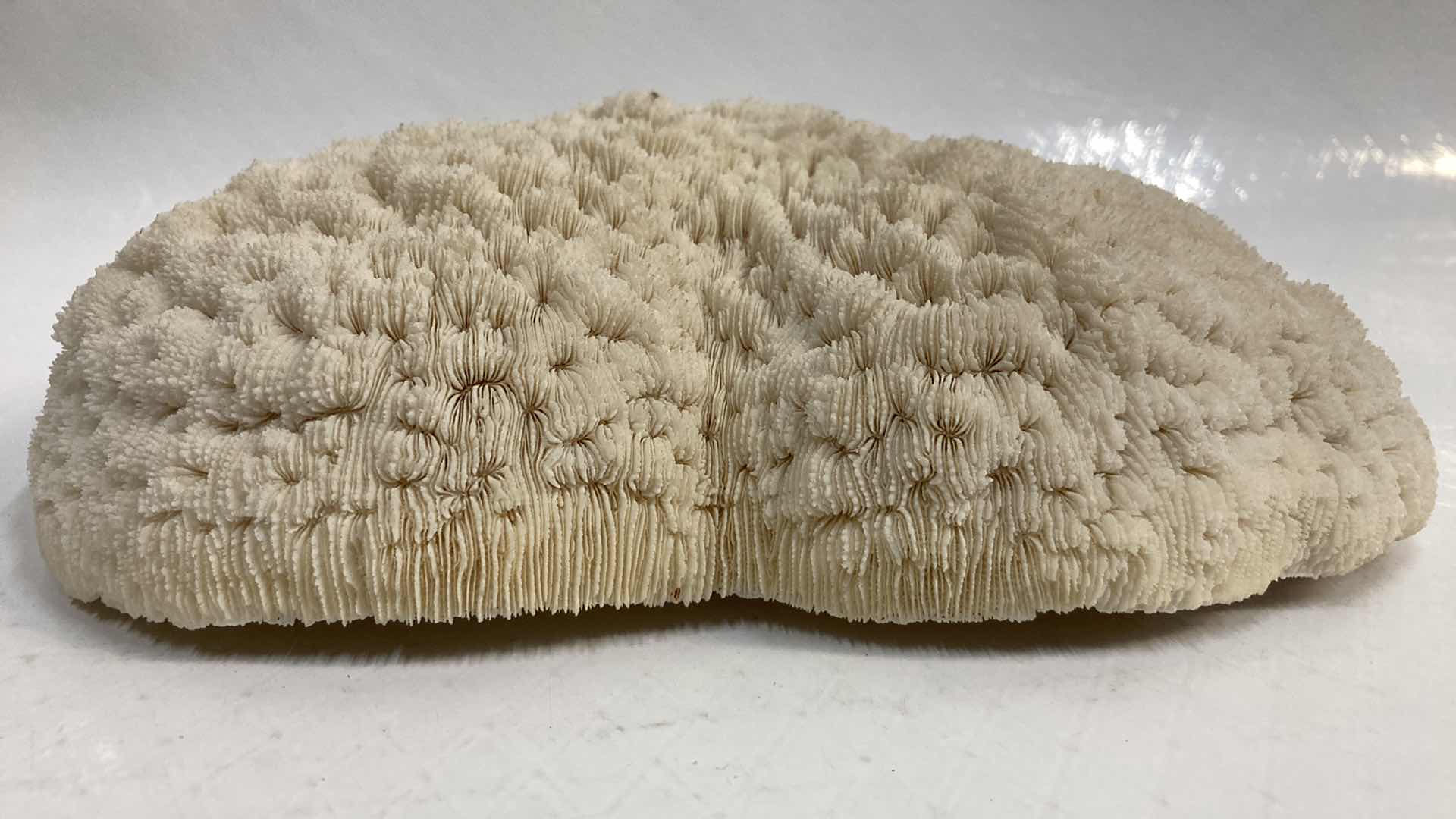Photo 1 of AGATIZED STONY CORAL 9.5” X 6.5” H3”
