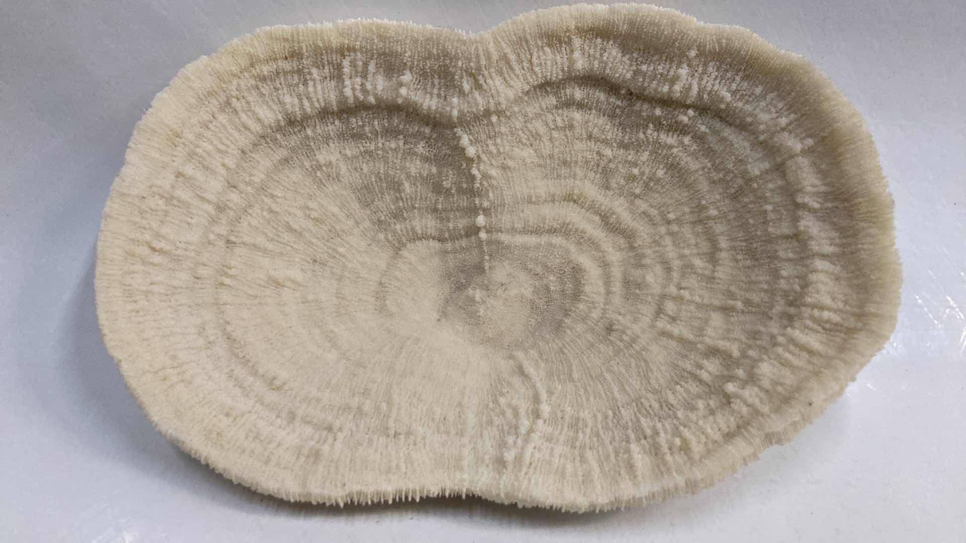 Photo 1 of AGATIZED STONY CORAL 9.5” X 6.5” H3”