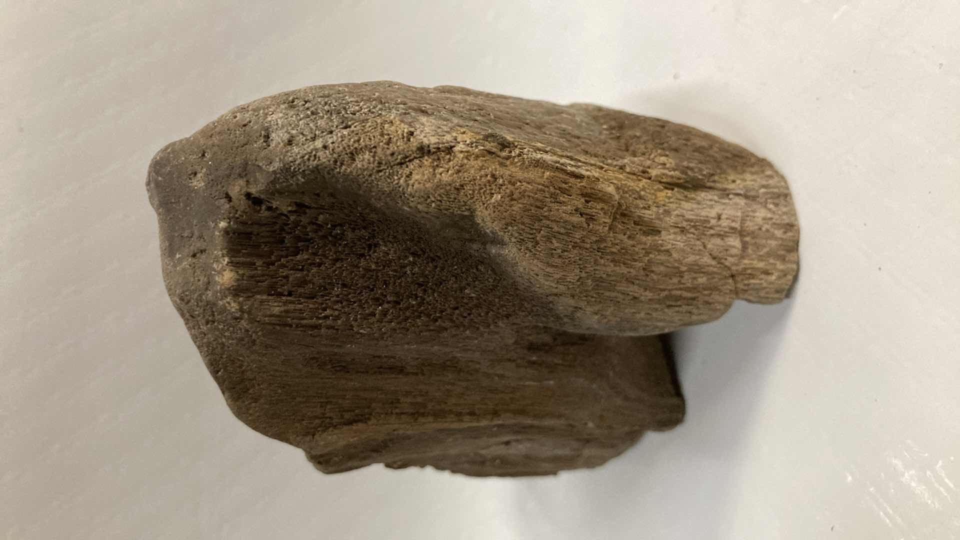 View 3 of NATURAL PETRIFIED WOOD 4” X 2.5” H4.5” & 7” X 4” H2.25”