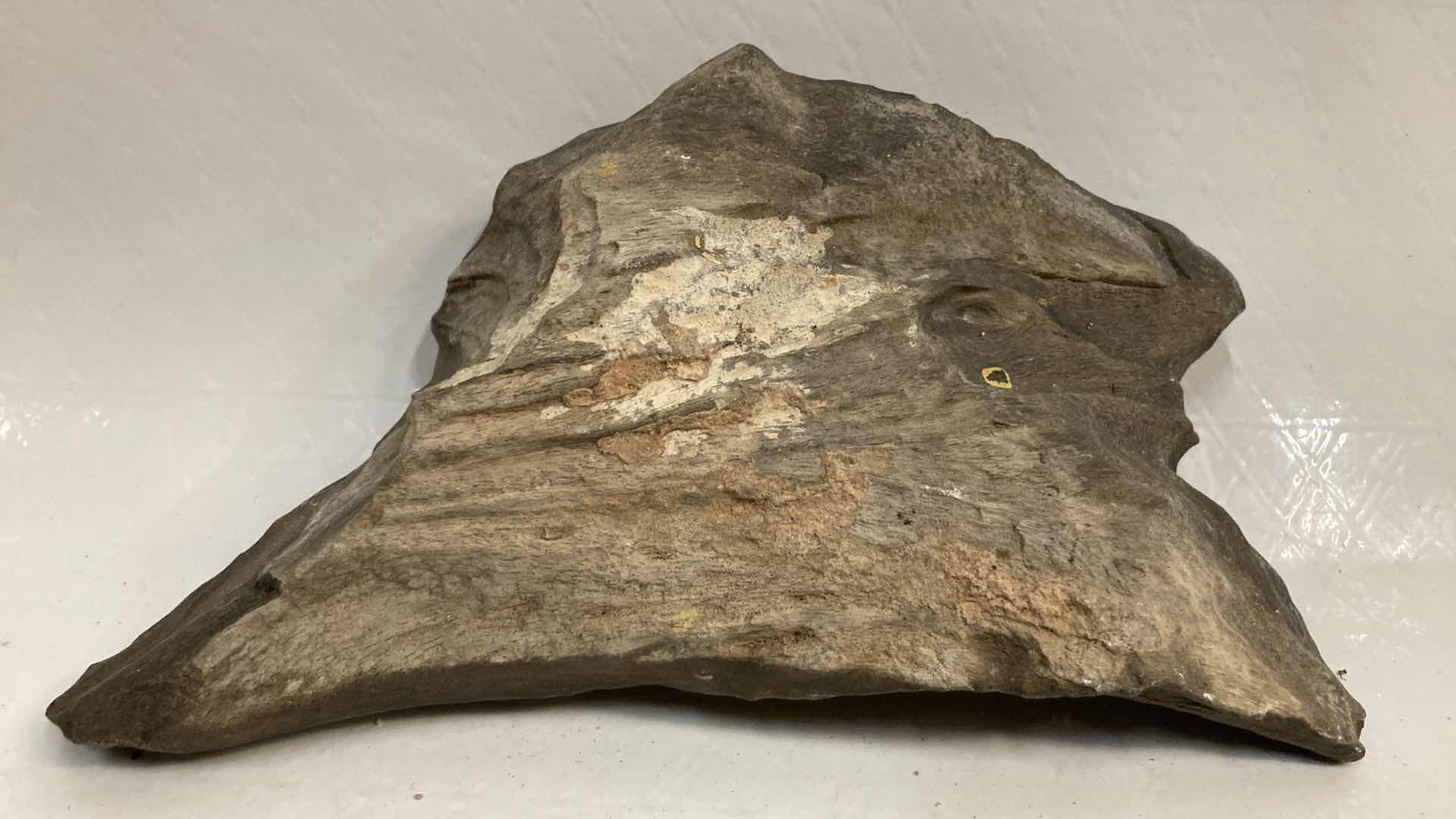 View 10 of NATURAL PETRIFIED WOOD 4” X 2.5” H4.5” & 7” X 4” H2.25”