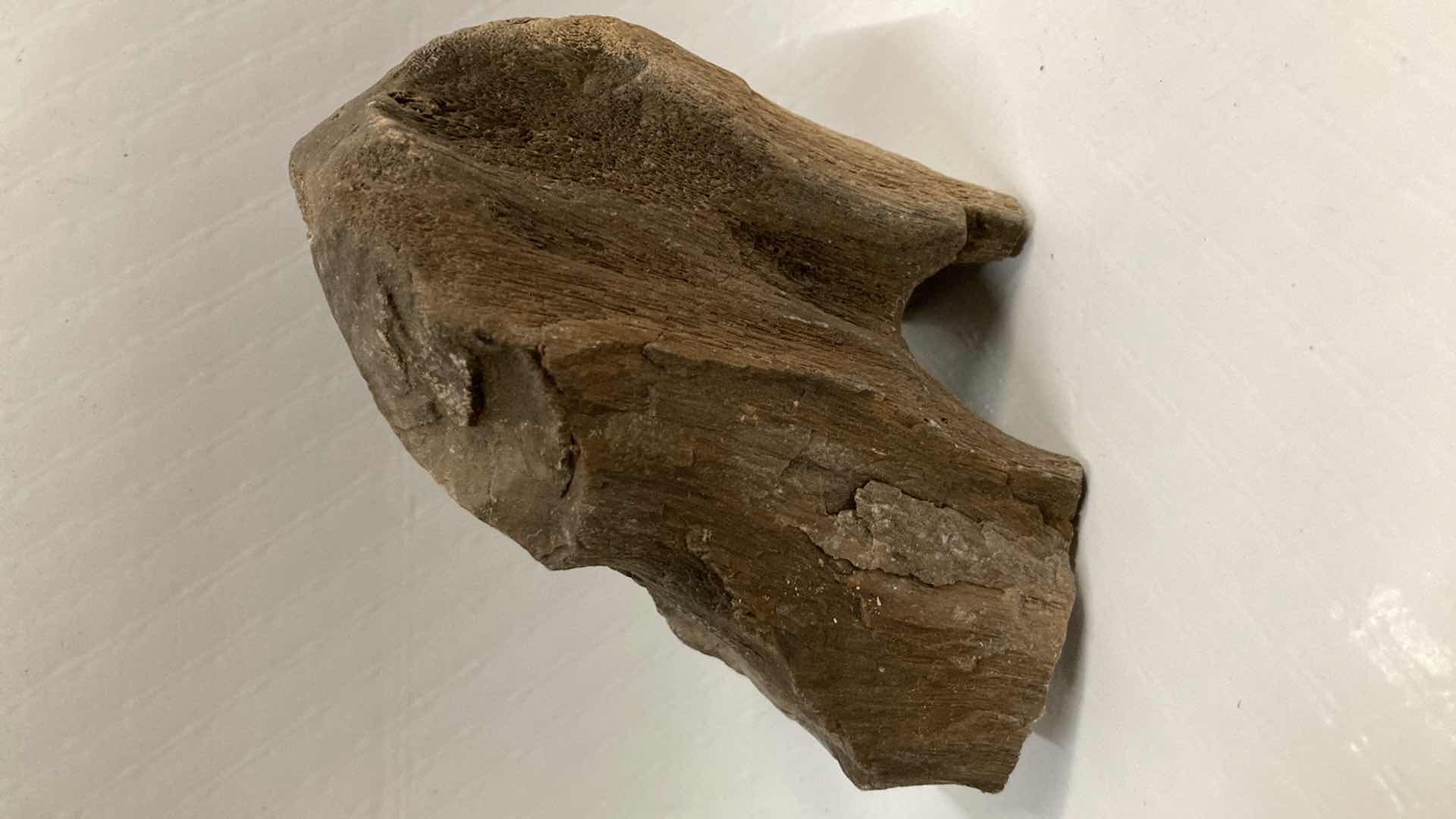 View 4 of NATURAL PETRIFIED WOOD 4” X 2.5” H4.5” & 7” X 4” H2.25”